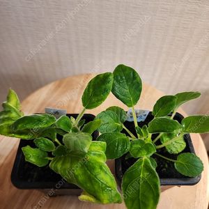 신닌기아2종