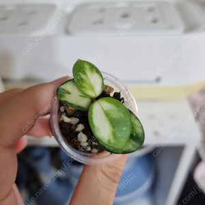목욜까지 할인) 호야 마틸드 바리에가타