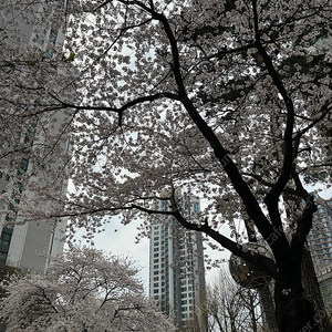 오사카 개막권 성인1,청소년1,초등2 티켓