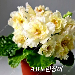 노란장미 박카이마이오마이 LF릴리야 AB홰이트카네이션 제라늄아님 러시아바이올렛 4종 일괄분양 합니다