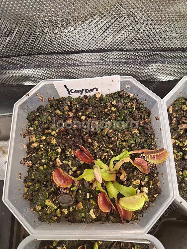 식충식물 파리지옥 분양합니다.--0