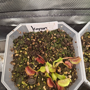 식충식물 파리지옥 분양합니다.