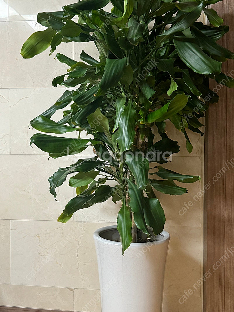 (이사처분) 대형 황금죽 식물 팝니다--0