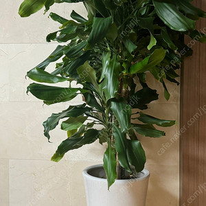 (이사처분) 대형 황금죽 식물 팝니다