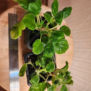 신닌기아2종