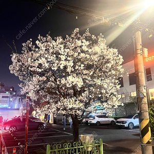 연희동 사러가마트 인근 월주차 구합니다