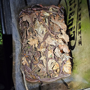 말지렁이 판매합니다