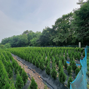 저렴한 가격에 에메랄드그린 & 골드 나무 구입! 실내외 공기 정화 식물