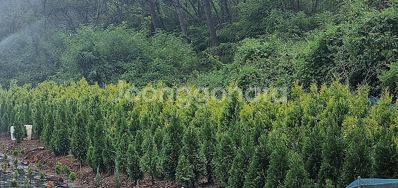 저렴한 가격에 에메랄드그린 & 골드 나무 구입! 실내외...--1