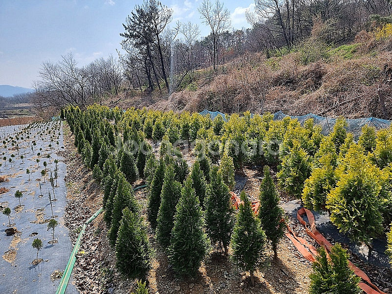 저렴한 가격에 에메랄드그린 & 골드 나무 구입! 실내외...--6