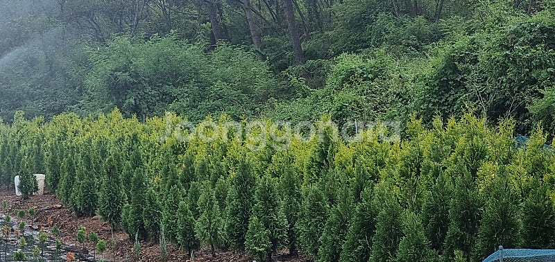 저렴한 가격에 에메랄드그린 & 골드 나무 구입! 실내외...--8