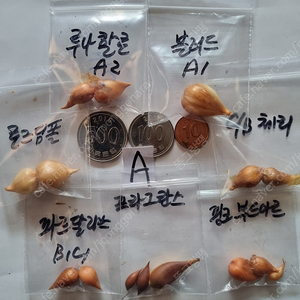사랑초 블러드 캔디박스체리 파달리스