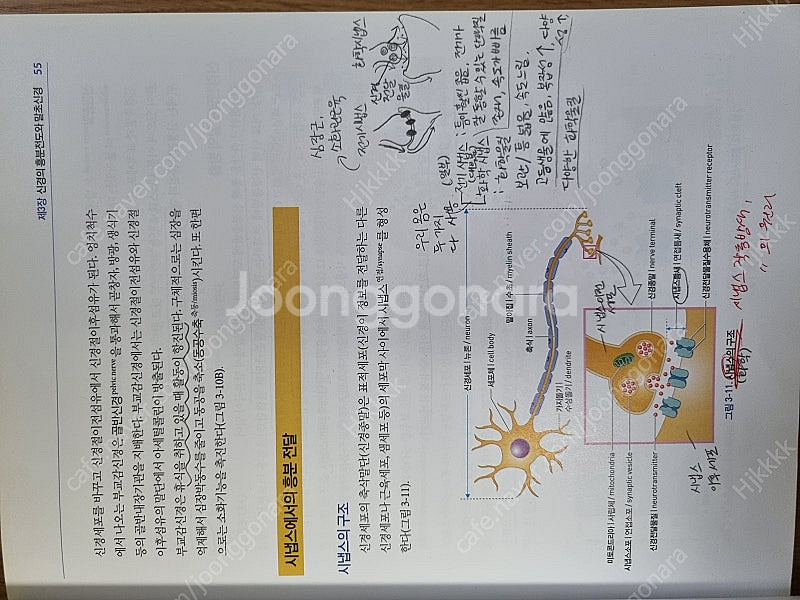 알기쉽게 풀이한 사람생리학 아카데미아--2