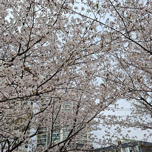 오셀로 타운 킥보드 구매합니다