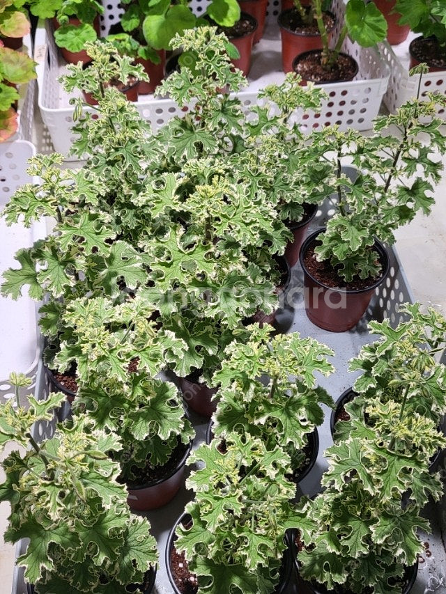 제라늄 골웨이스타 향기좋아요--1