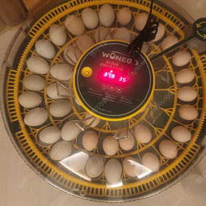 자동 52구 부화기