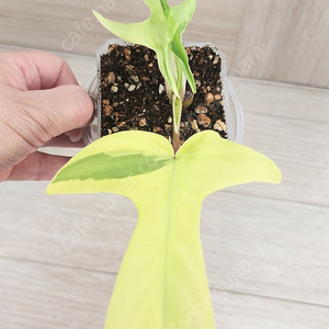 플로리다 뷰티 바리에가타