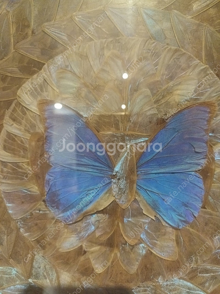 골동품 모르포 나비 날개 액자--1