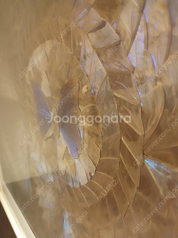 골동품 모르포 나비 날개 액자--2