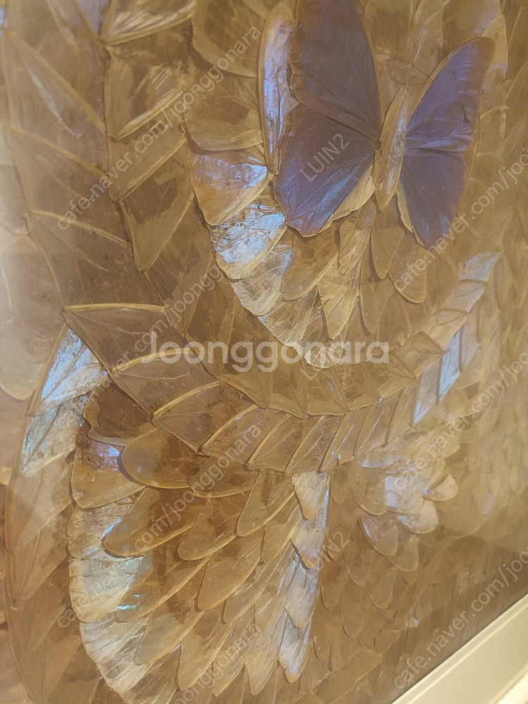 골동품 모르포 나비 날개 액자--3