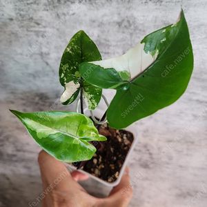 알로카시아 블랙스템 바리에가타