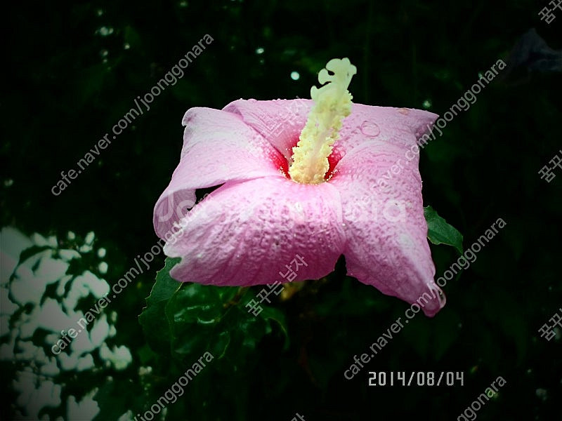 꽃사진 230장 30000원 팝니다--2