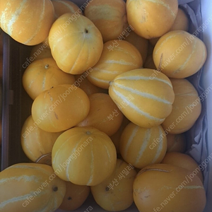 참외11kg 31000원