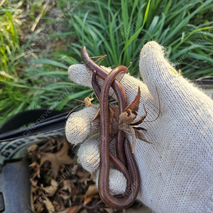 갓 잡은 말지렁이 판매합니다