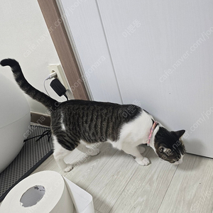 고양이 분양
