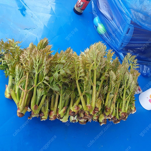 두릅 햇 참두릅 팔아요 (포천산) 1kg 3만원