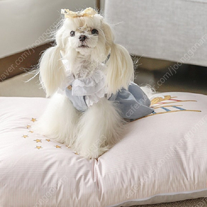 강아지 쿠션