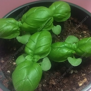 컴포즈 아메 핫 1300원 5/4일 챗ㄱㄱ