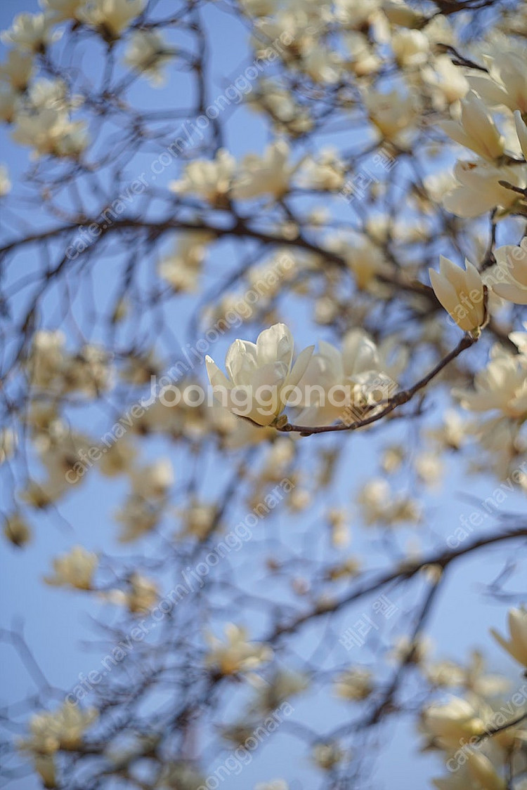 [ 수동 렌즈 ] 코닥 레티나 제논 kodak Reti...--7