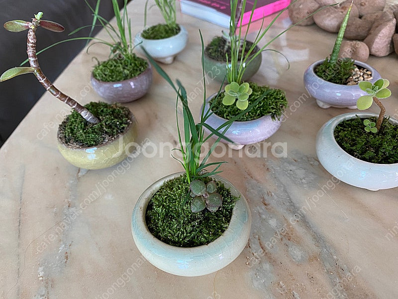<디자이너가 만든> 미니 테라리움. 반려식물. 분재.--0