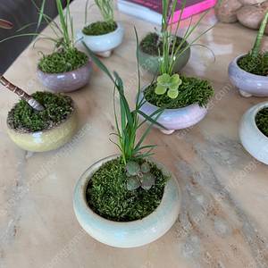 <디자이너가 만든> 미니 테라리움. 반려식물. 분재.