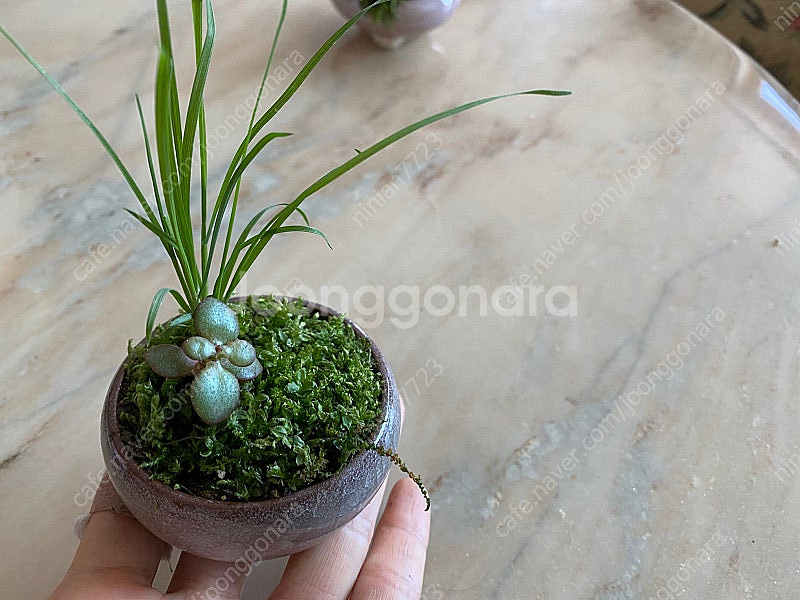 <디자이너가 만든> 미니 테라리움. 반려식물. 분재.--8