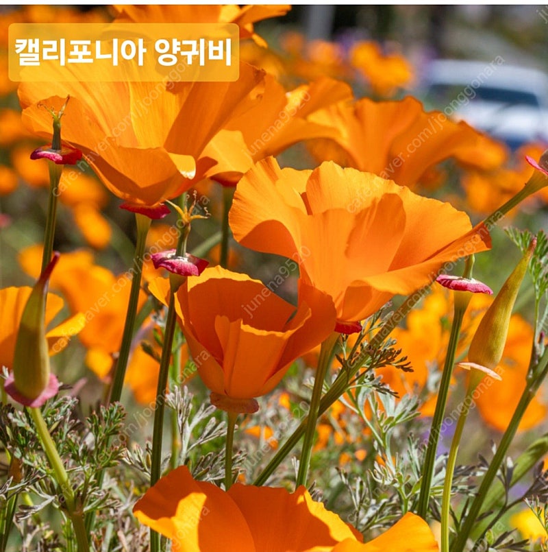 꽃씨 7종 판매