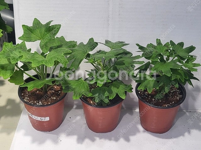 제라늄 개별분양 종류다양해요--1