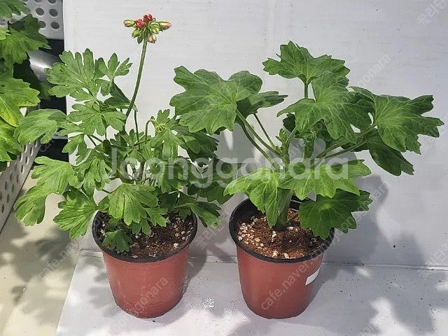 제라늄 개별분양 종류다양해요--2