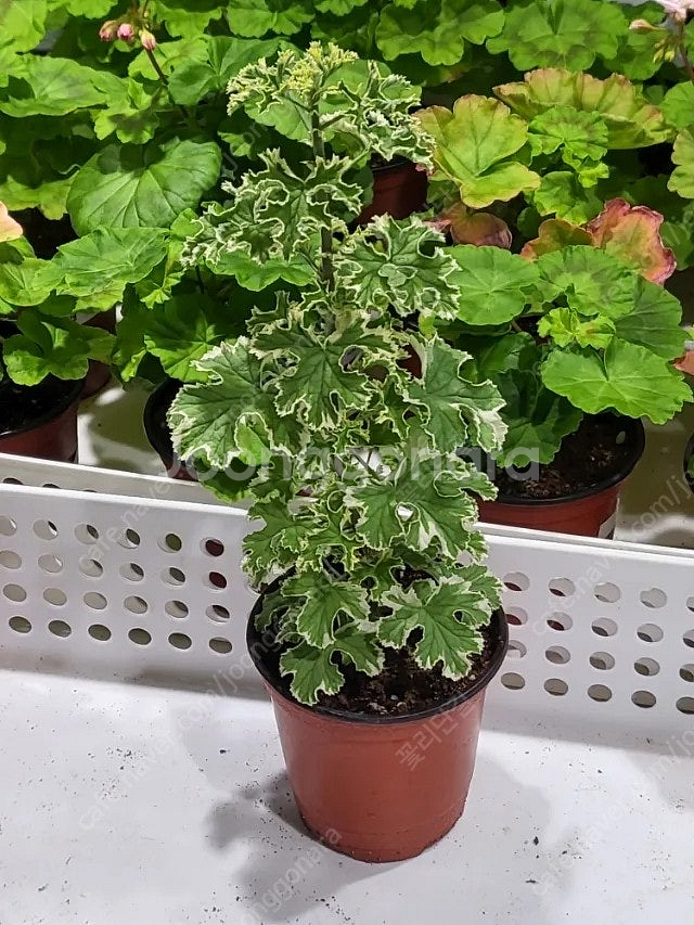 제라늄 개별분양 종류다양해요--5