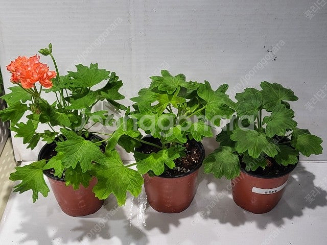 제라늄 개별분양 종류다양해요--7