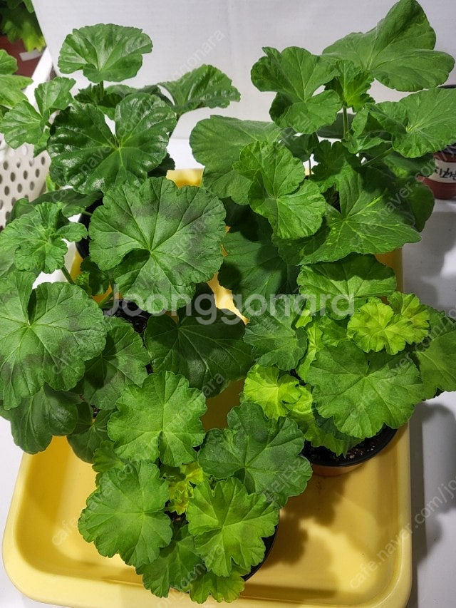 제라늄 개별분양 종류다양해요--8