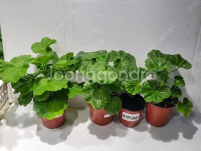 제라늄 개별분양 종류다양해요--9