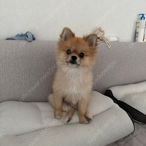 이바우펫양도