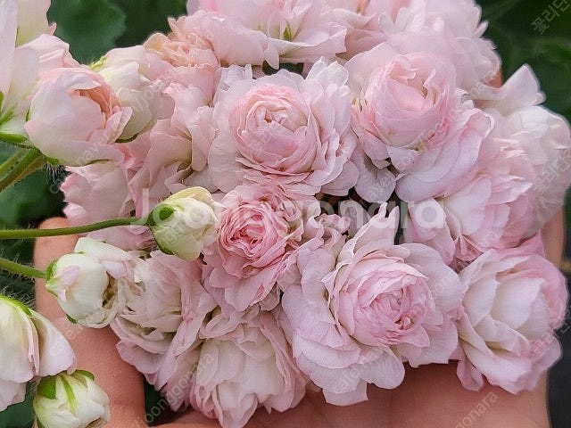 제라늄 개별분양 100종류--0