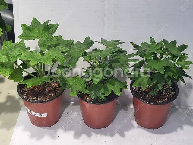 제라늄 개별분양 100종류--2