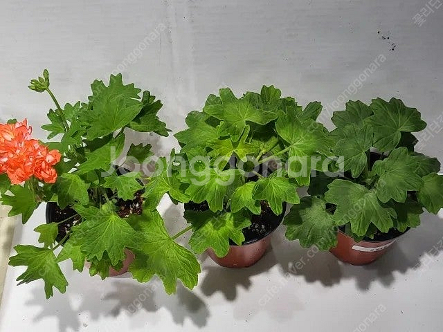 제라늄 개별분양 100종류--7