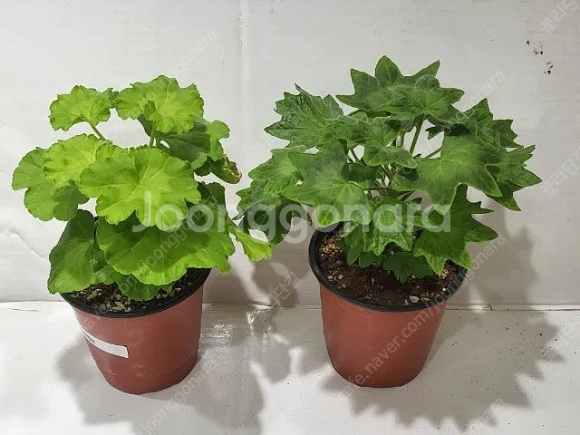 제라늄 개별분양 100종류--8