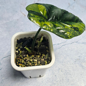 알로카시아 시누아타화이트(왕자구묘)