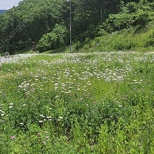 하이원 마운틴콘도 힐콘도 그랜드호텔외